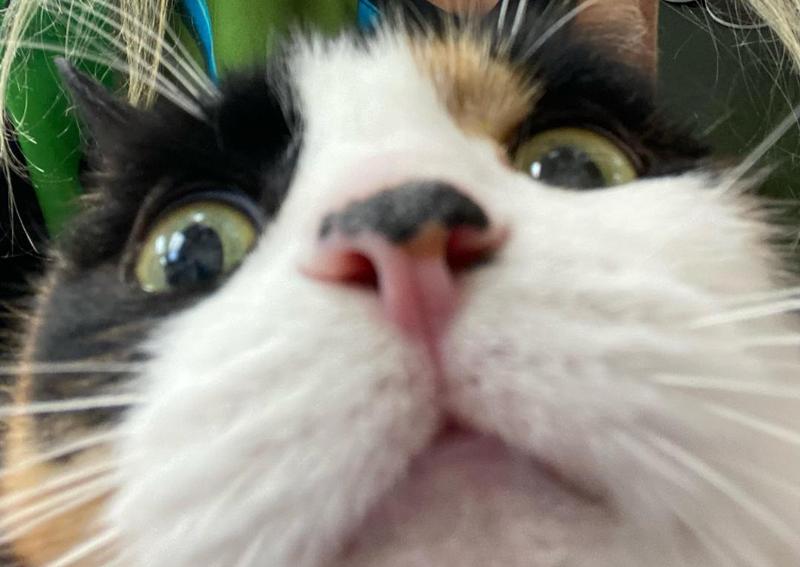 Princeton Veterinary Clinic San Jose veterinarians